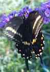 orange butterfly in the rain garden